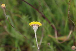 Слика од Leptorhynchos squamatus (Labill.) Less.