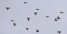 Image of Mongolian Finch