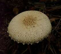 Image of Amanita pareparina G. S. Ridl. 1991