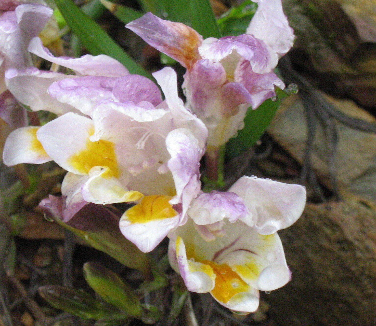 Image of Freesia fucata J. C. Manning & Goldblatt