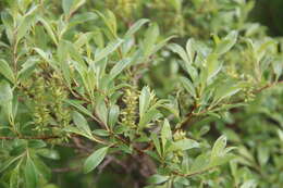 Image of Salix uralicola I. V. Belyaeva