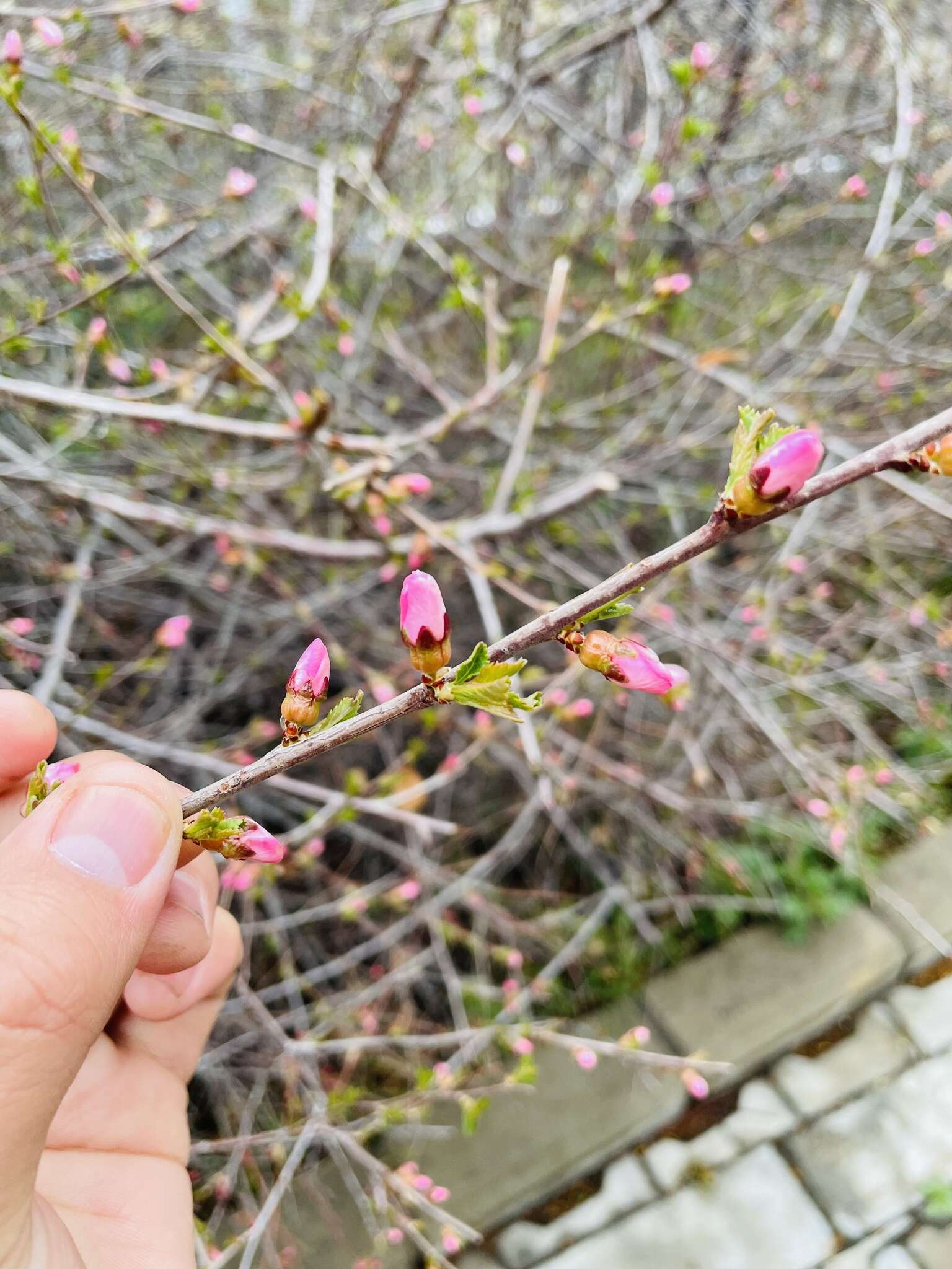 Imagem de Prunus sibirica L.