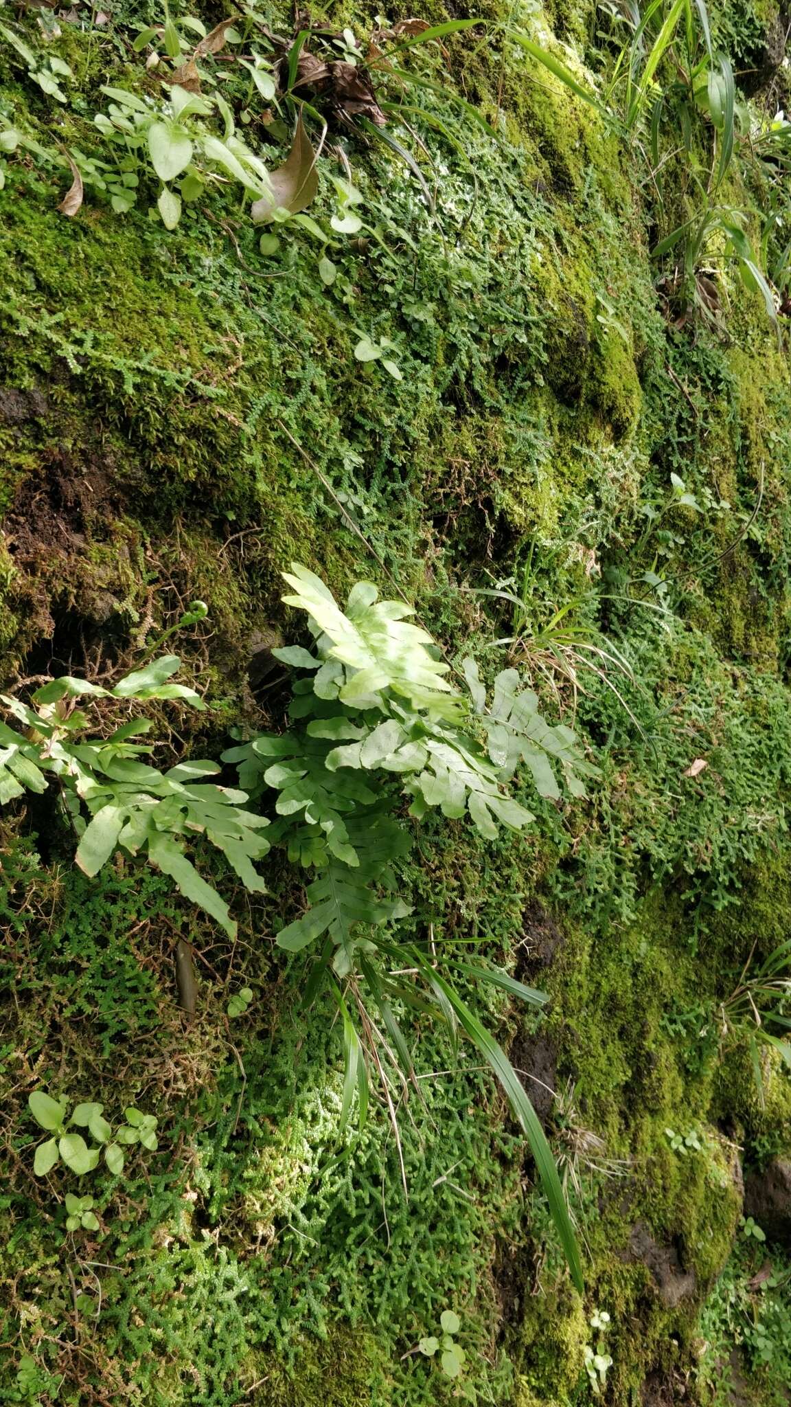 Polypodium cambricum subsp. macaronesicum (Bobrov) Fraser-Jenkins的圖片