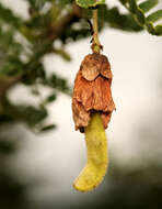 Image of Caterpillar bush