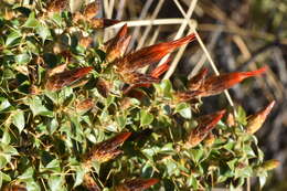 Image of Chuquiraga spinosa D. Don