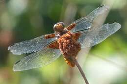 Image of Broad-bodied chaser