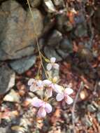 Image of wallflower orchid