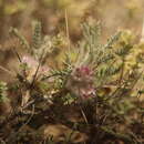 صورة Astragalus polyanthus subsp. vedicus (Takht.) Zarre