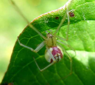 Image of Enoplognatha ovata (Clerck 1757)