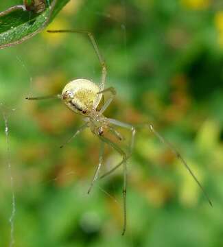 Image of Enoplognatha ovata (Clerck 1757)