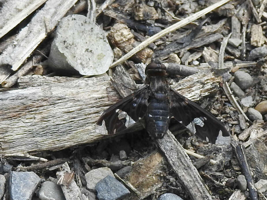 Image of Exoprosopa decora Loew 1869