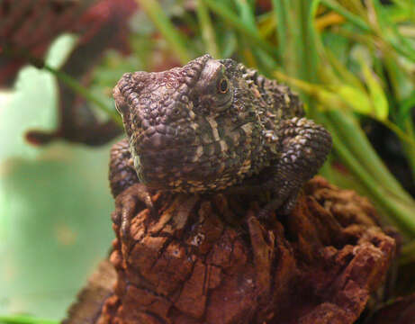 Image of Chinese crocodile lizard