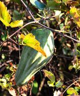 Image of white bladderflower