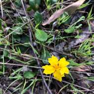 Image of Goodenia lanata R. Br.