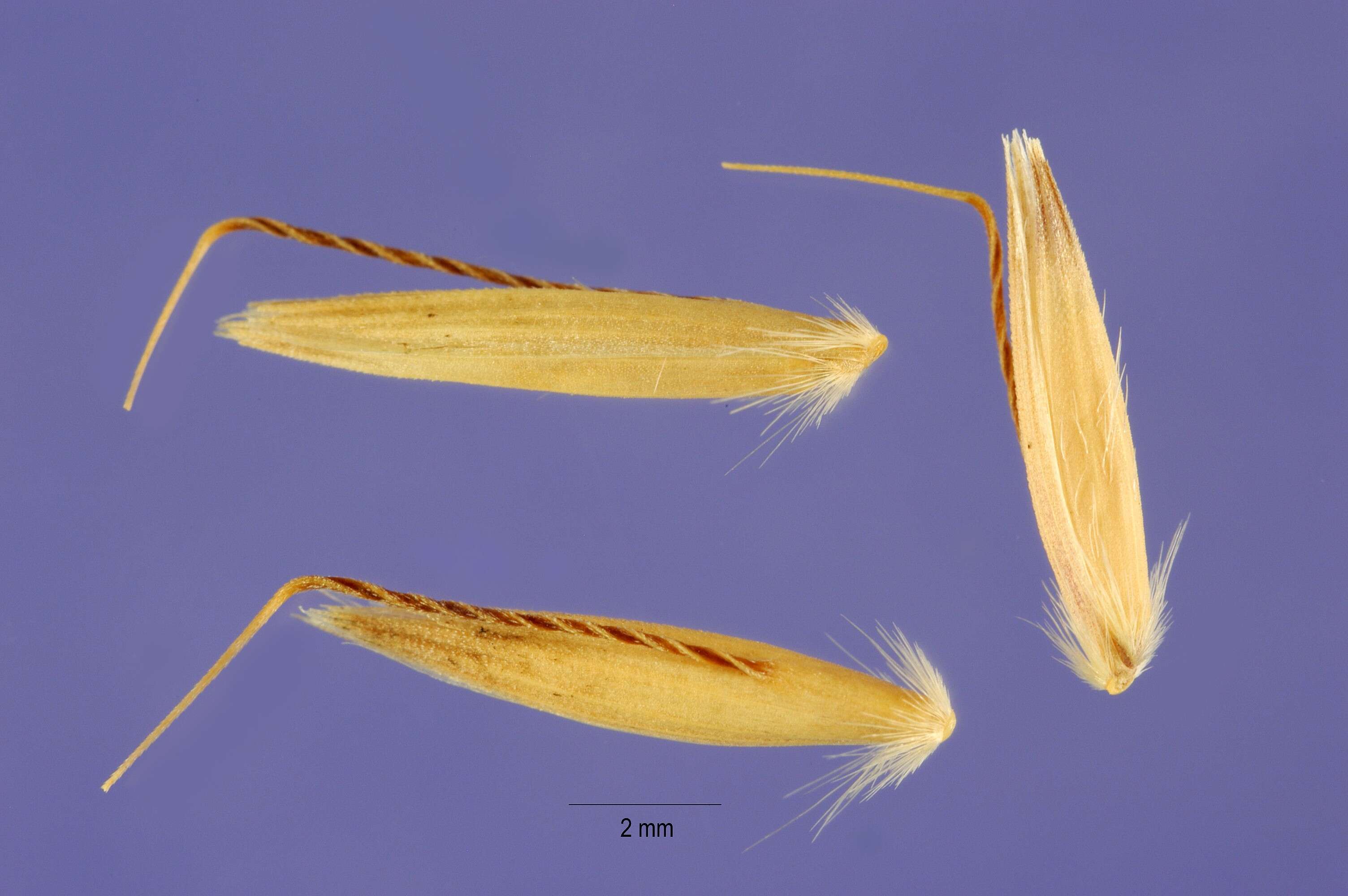 Image of Button Grass