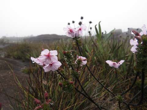 Image of Sauvagesia imthurniana (Oliv.) Dwyer