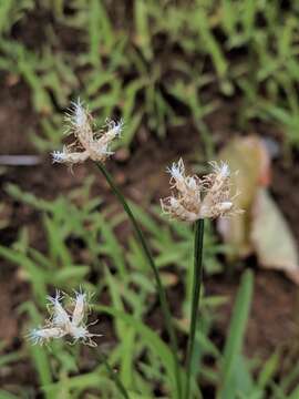 Слика од Fimbristylis lawiana (Boeckeler) J. Kern