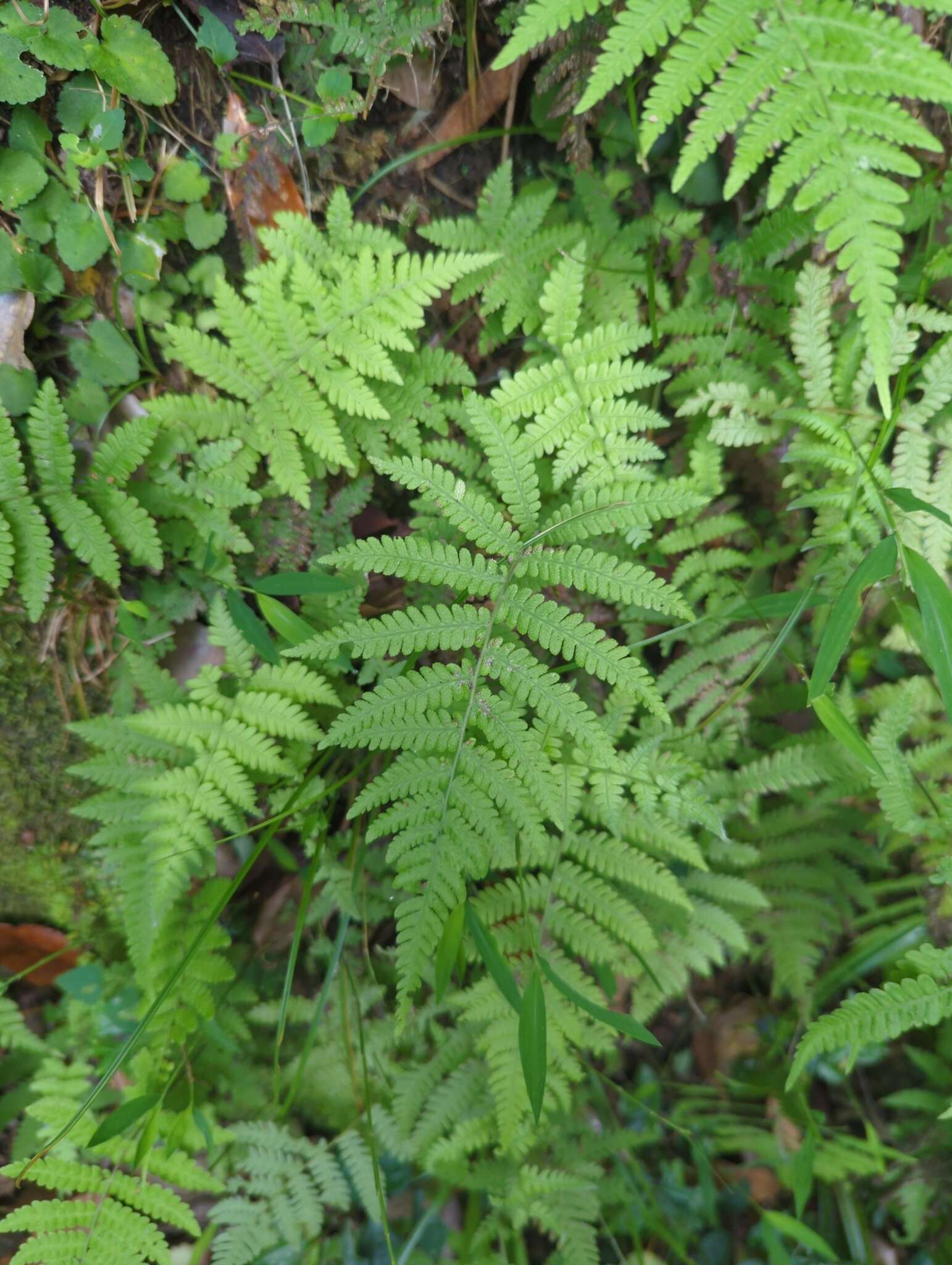 Plancia ëd Coryphopteris castanea (Tagawa) Y. Hang Chang, Ebihara & L. Y. Kuo