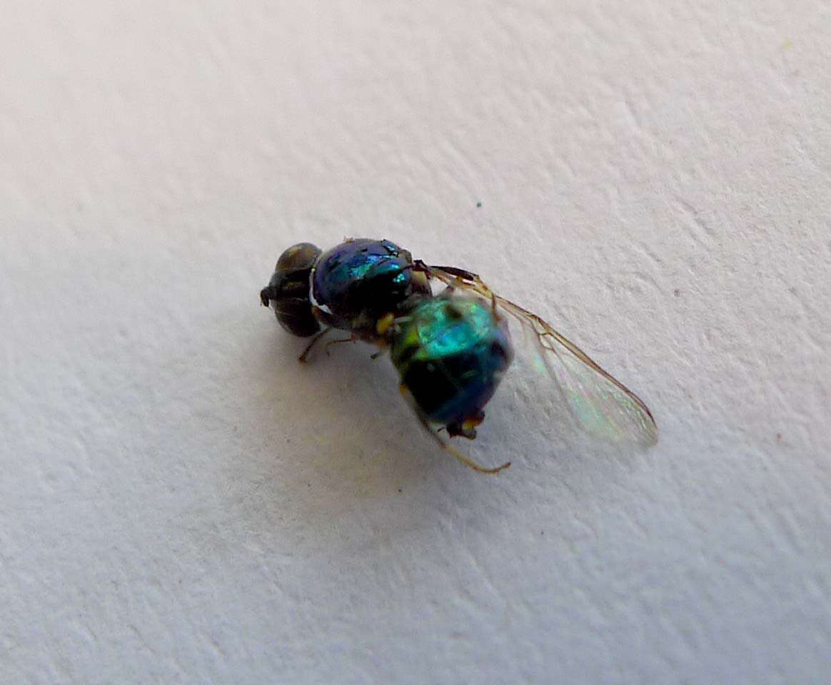 Image of Soldier fly