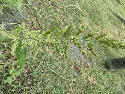 Image of East Indian bristlegrass