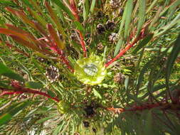 Plancia ëd Protea scolymocephala (L.) Reich.