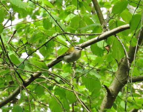 Image of Common Firecrest