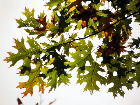 Image of Black Oak