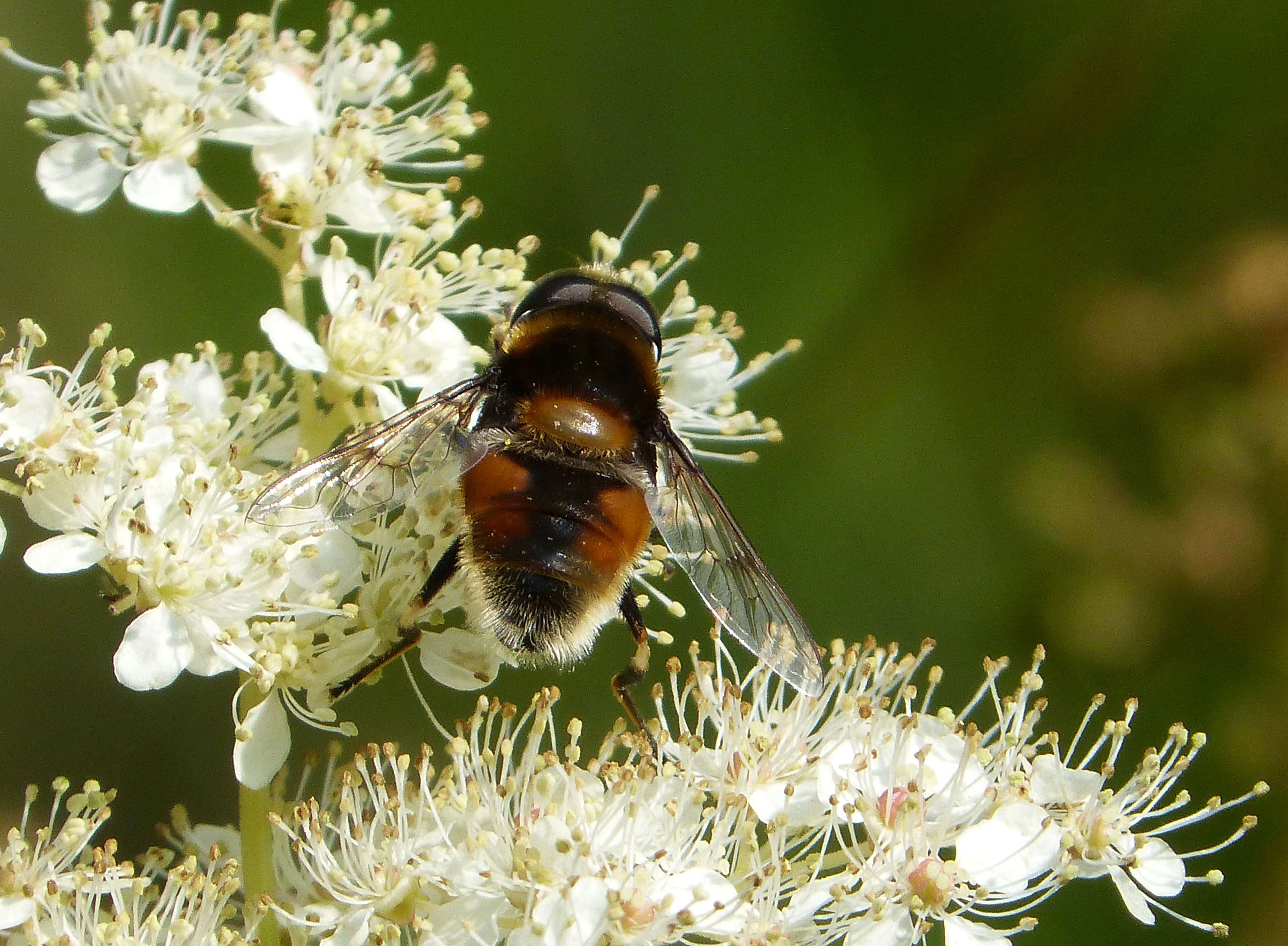 Image of Eristalis intricaria (Linnaeus 1758)