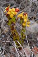 Image of Yellow Paintflower