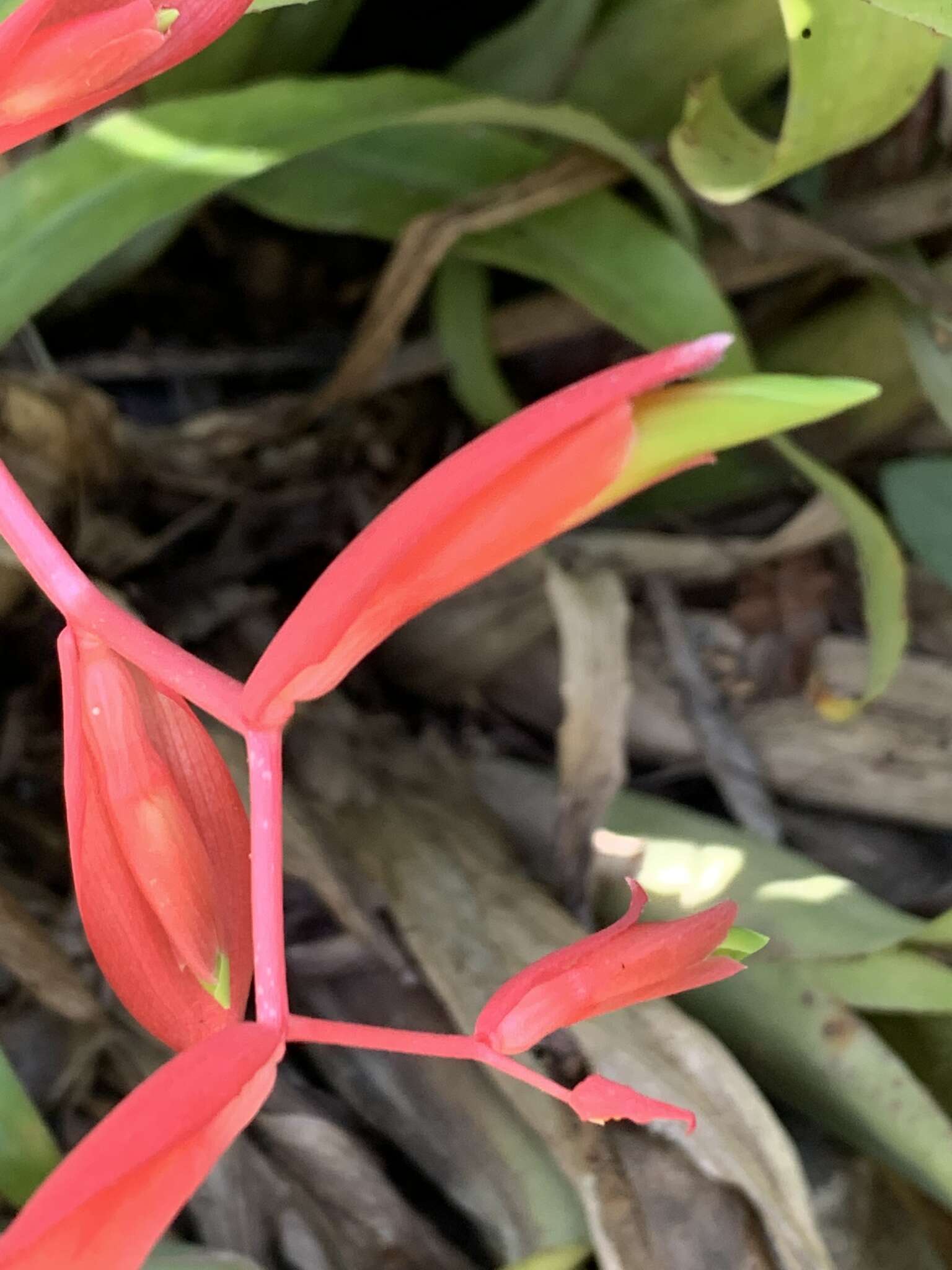 Billbergia iridifolia (Nees & Mart.) Lindl.的圖片