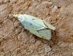 Image of Agapeta