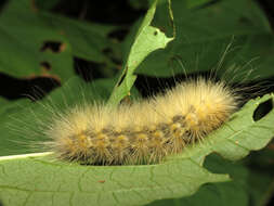 Image of Virginian Tiger Moth