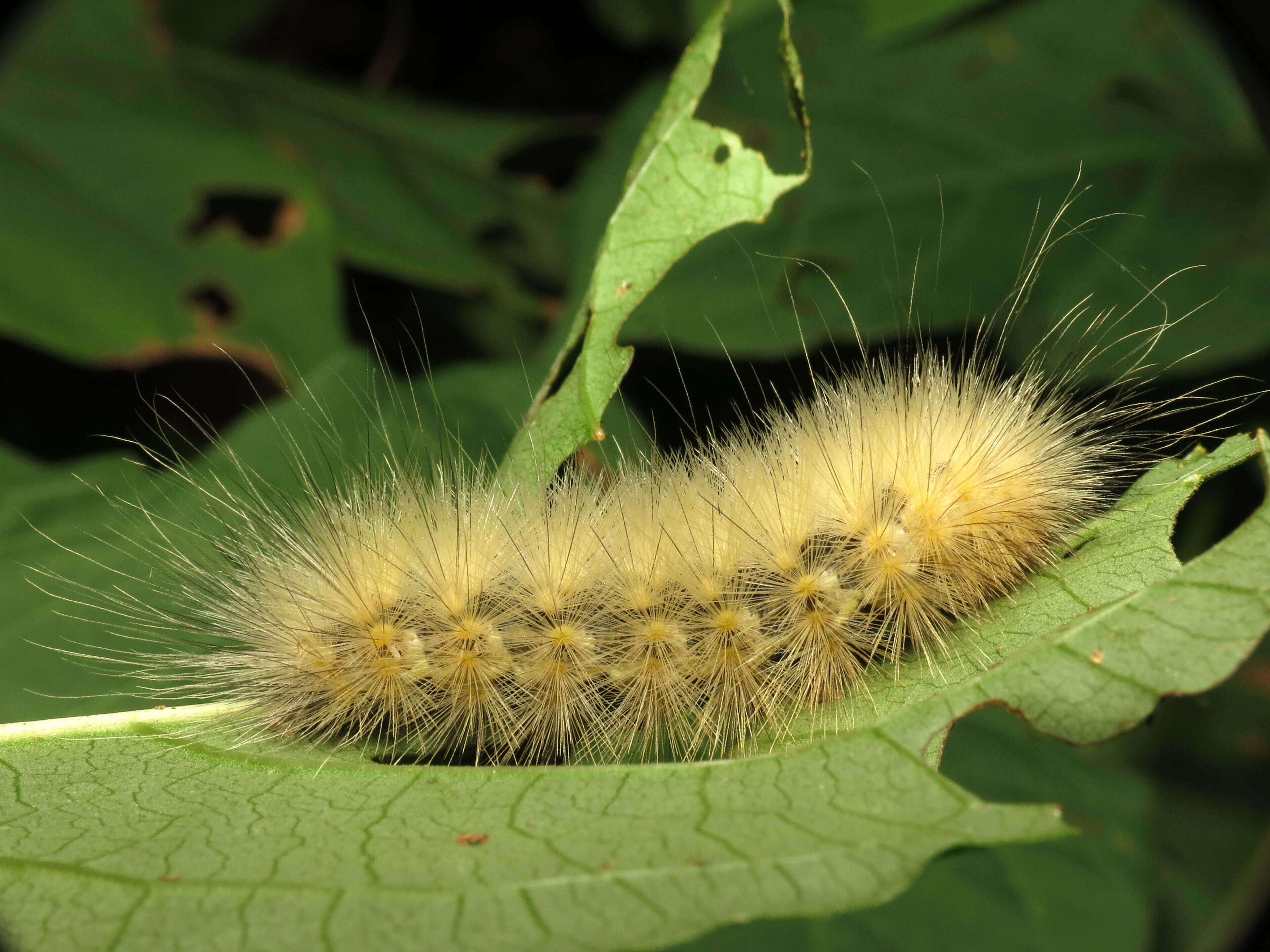 Imagem de Spilosoma virginica Fabricius 1798