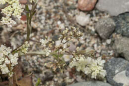 Image of Pimpinella cretica Poir.