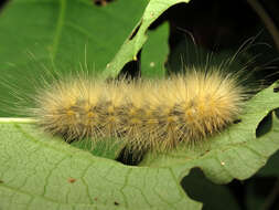 Imagem de Spilosoma virginica Fabricius 1798