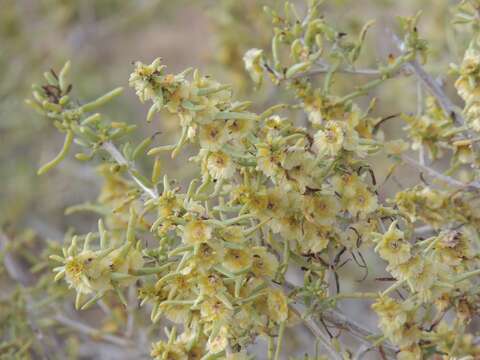 Imagem de Xylosalsola arbuscula (Pall.) N. N. Tzvelev