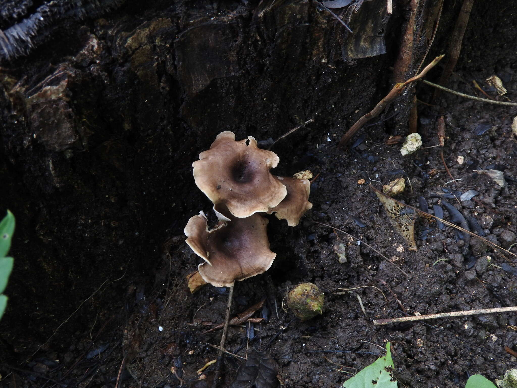 Image of Trogia cantharelloides (Mont.) Pat. 1900