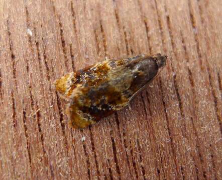 Image of red-barred tortrix