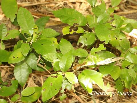 Image of Croton cascarilloides Raeusch.