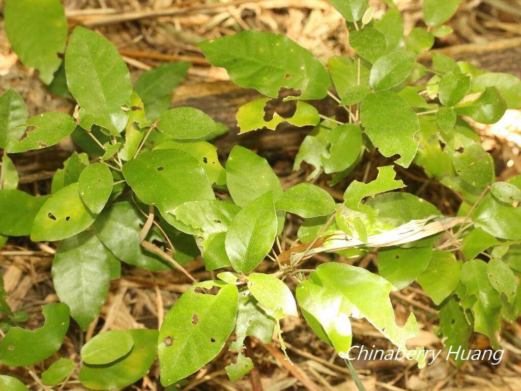 Слика од Croton cascarilloides Raeusch.