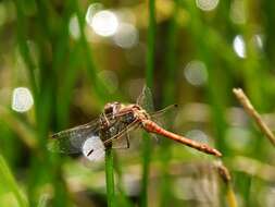 Image of Common Darter