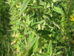 Image of whorled mountainmint