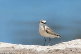 Imagem de Charadrius marginatus Vieillot 1818