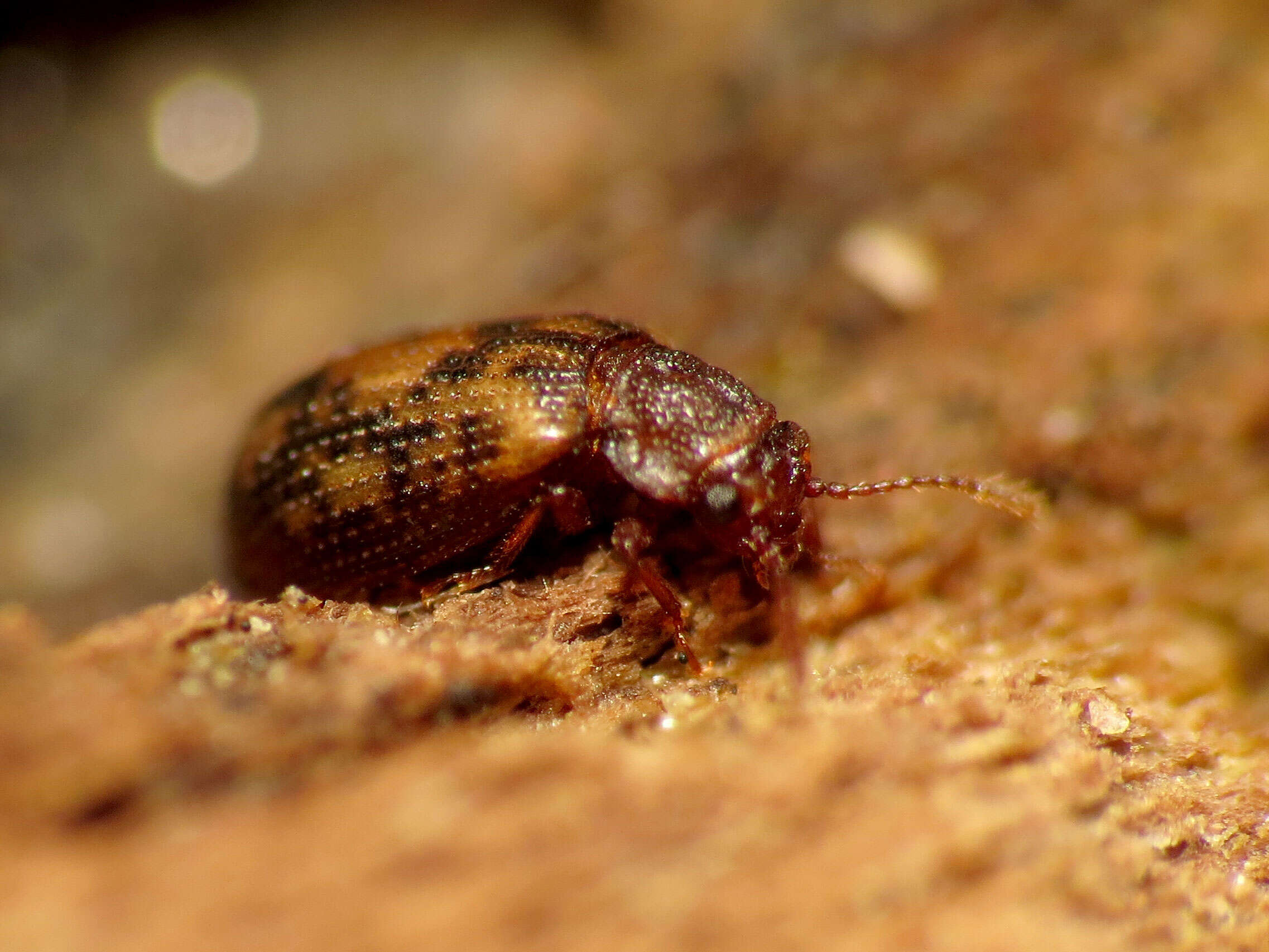 Image of tooth-necked fungus beetle