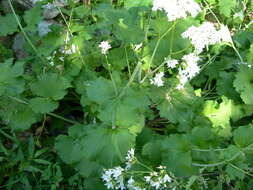 Image of Valeriana alliariifolia var. tiliifolia (Troitzk.) V. Avet.