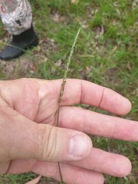 Plancia ëd Eremochloa bimaculata Hack.