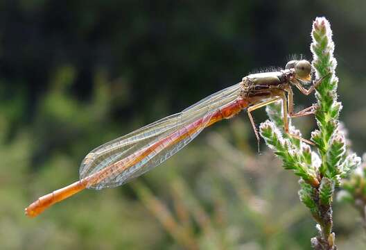 Image of small red damselfly