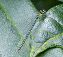 Image of Azure Bluet