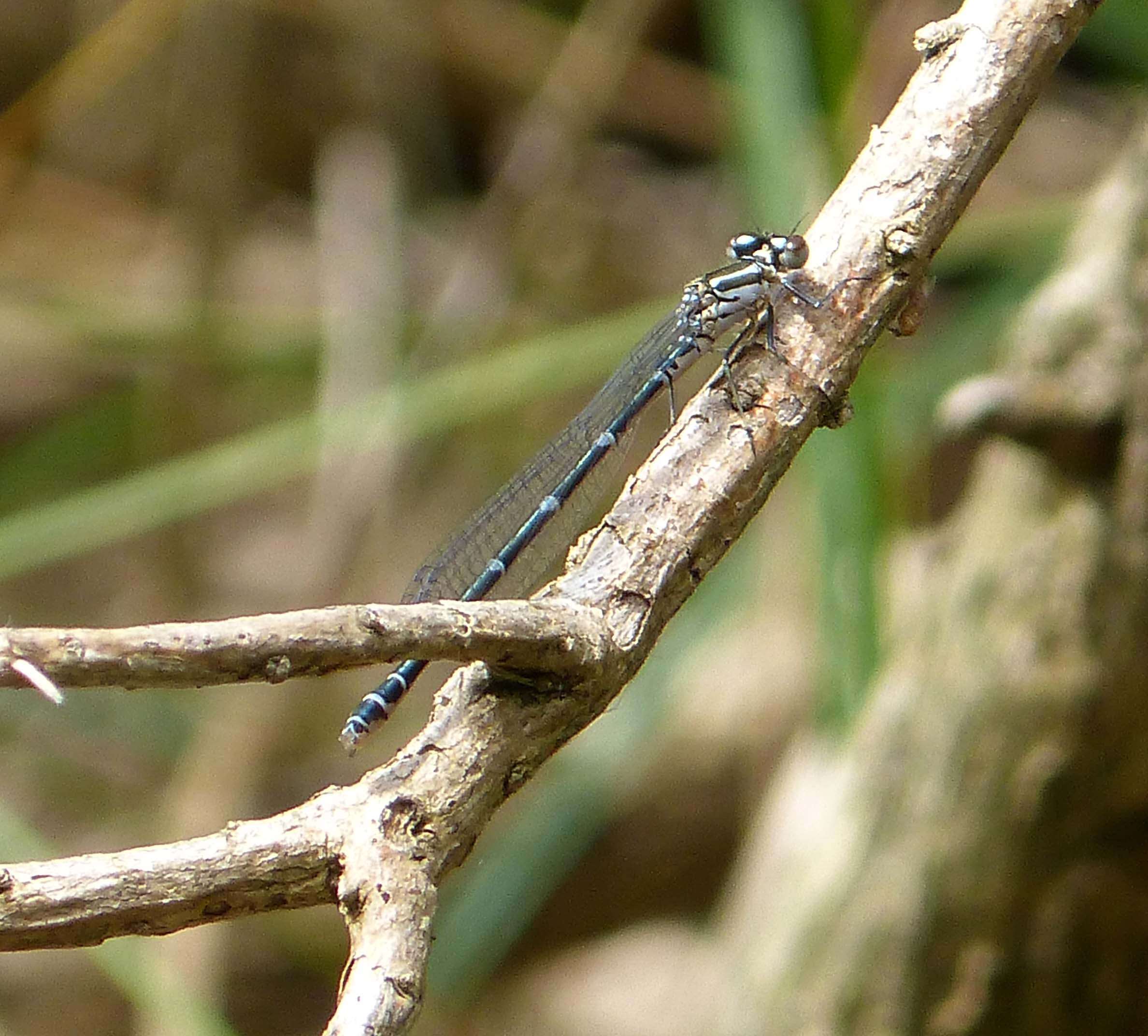 Image of Azure Bluet