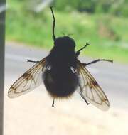 Volucella bombylans (Linnaeus 1758) resmi